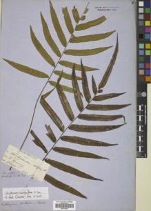 Type specimen at Edinburgh (E). Cuming, Hugh: 188. Barcode: E00719423.