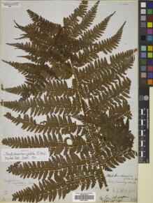 Type specimen at Edinburgh (E). Cuming, Hugh: 181. Barcode: E00719429.