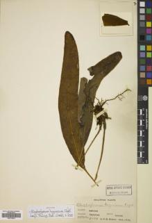 Type specimen at Edinburgh (E). Elmer, Adolph: 9036. Barcode: E00719432.
