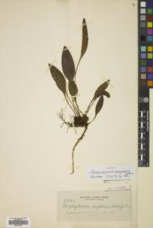 Type specimen at Edinburgh (E). Elmer, Adolph: 9885. Barcode: E00719435.