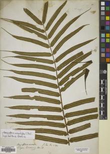 Type specimen at Edinburgh (E). Cuming, Hugh: 18. Barcode: E00719438.