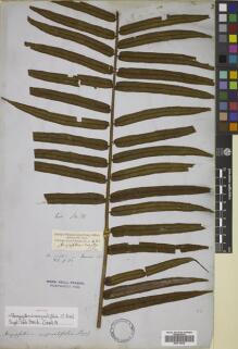 Type specimen at Edinburgh (E). Cuming, Hugh: 18. Barcode: E00719439.