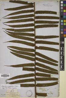 Type specimen at Edinburgh (E). Cuming, Hugh: 18. Barcode: E00719440.