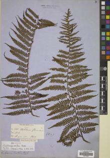 Type specimen at Edinburgh (E). Cuming, Hugh: 108. Barcode: E00719444.