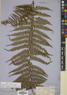 Type specimen at Edinburgh (E). Cuming, Hugh: 108. Barcode: E00719445.