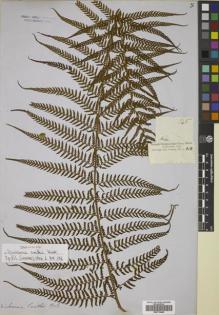 Type specimen at Edinburgh (E). Cuming, Hugh: 145. Barcode: E00719448.