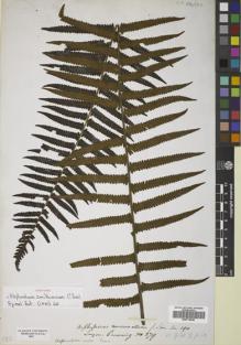 Type specimen at Edinburgh (E). Cuming, Hugh: 279. Barcode: E00719450.
