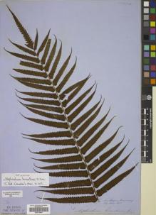 Type specimen at Edinburgh (E). Cuming, Hugh: 82. Barcode: E00719453.