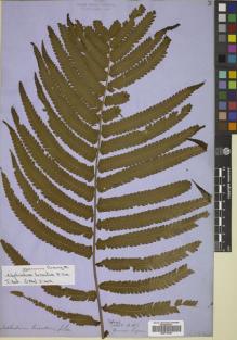 Type specimen at Edinburgh (E). Cuming, Hugh: 82. Barcode: E00719456.