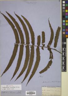 Type specimen at Edinburgh (E). Cuming, Hugh: 82. Barcode: E00719457.