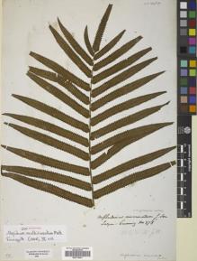 Type specimen at Edinburgh (E). Cuming, Hugh: 278. Barcode: E00719461.
