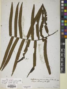 Type specimen at Edinburgh (E). Cuming, Hugh: 278. Barcode: E00719462.