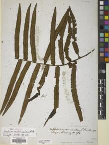 Type specimen at Edinburgh (E). Cuming, Hugh: 278. Barcode: E00719462.