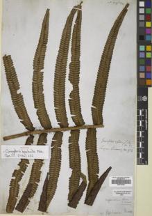 Type specimen at Edinburgh (E). Cuming, Hugh: 172. Barcode: E00719464.