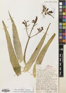 Type specimen at Edinburgh (E). Collenette, Iris: 8945. Barcode: E00724520.