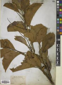 Type specimen at Edinburgh (E). Sellow, Friedrich: . Barcode: E00724539.
