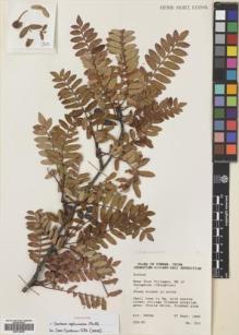 Type specimen at Edinburgh (E). Chungtien, Lijiang & Dali Expedition (1990): 310. Barcode: E00724558.