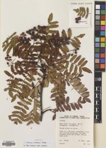 Type specimen at Edinburgh (E). Chungtien, Lijiang & Dali Expedition (1990): 311. Barcode: E00724559.