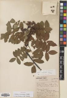 Type specimen at Edinburgh (E). Forrest, George: 22177. Barcode: E00724560.