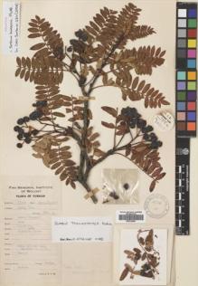Type specimen at Edinburgh (E). Yu, Tse-tsun: 14299. Barcode: E00724561.