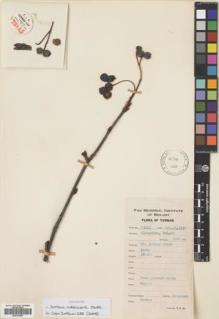 Type specimen at Edinburgh (E). Yu, Tse-tsun: 13815. Barcode: E00724563.