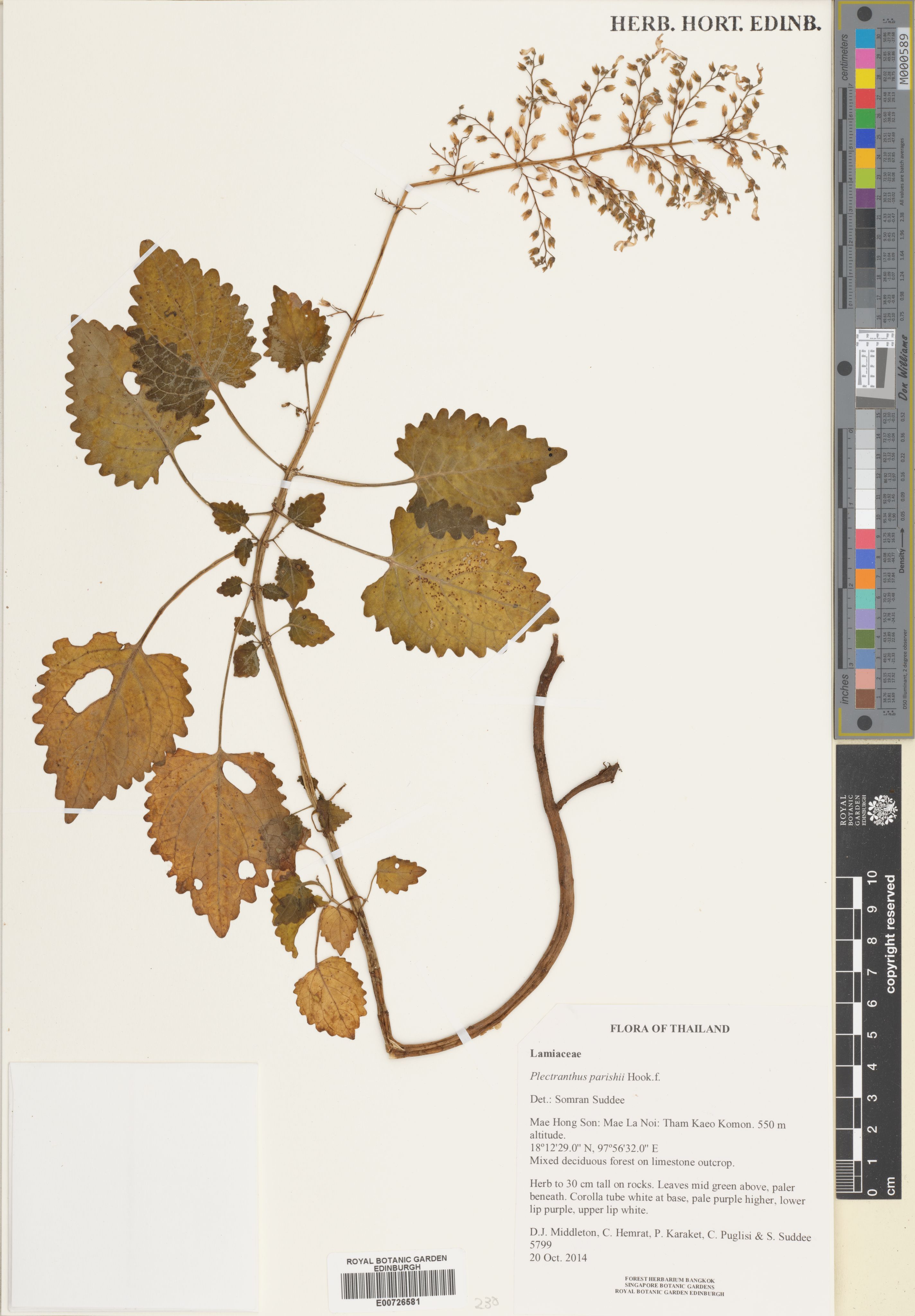 Coleus parishii (Coleus parishii)