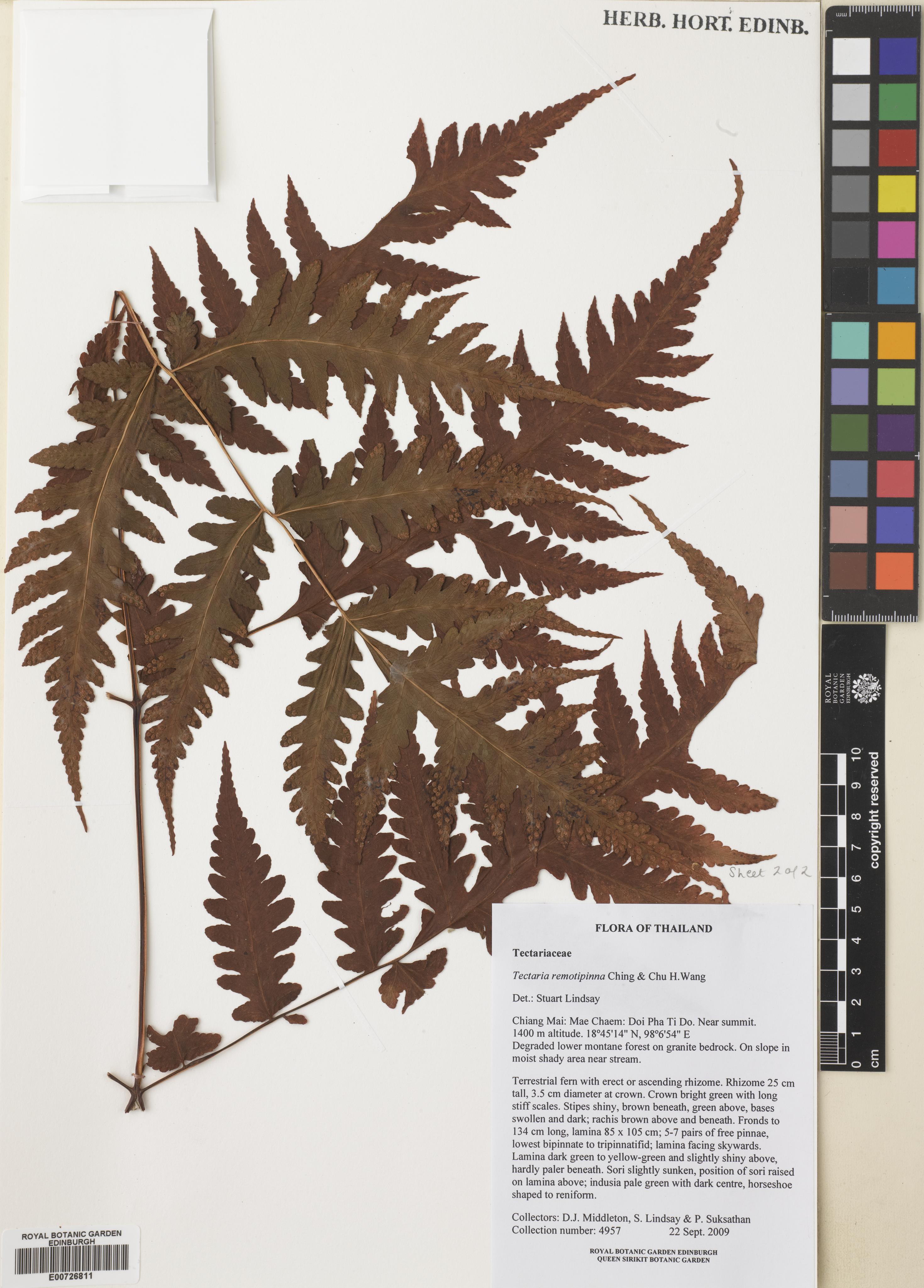 Tectaria remotipinna (Tectaria remotipinna)