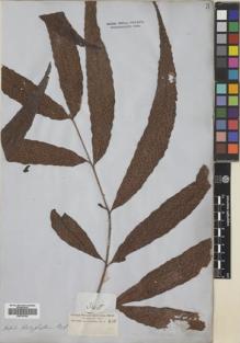 Type specimen at Edinburgh (E). Cuming, Hugh: 340. Barcode: E00728192.