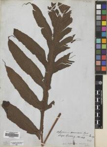 Type specimen at Edinburgh (E). Cuming, Hugh: 148. Barcode: E00728213.