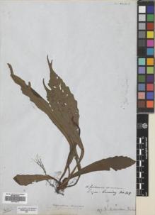 Type specimen at Edinburgh (E). Cuming, Hugh: 148. Barcode: E00728214.