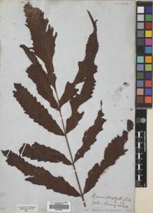 Type specimen at Edinburgh (E). Cuming, Hugh: 340. Barcode: E00728261.