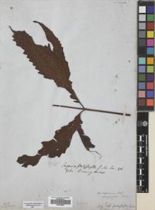 Type specimen at Edinburgh (E). Cuming, Hugh: 340. Barcode: E00728262.
