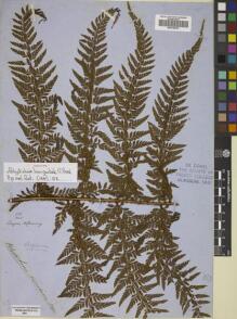 Type specimen at Edinburgh (E). Cuming, Hugh: 181. Barcode: E00728272.