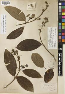 Type specimen at Edinburgh (E). Henry, Augustine: 11912. Barcode: E00729988.
