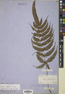 Type specimen at Edinburgh (E). Cuming, Hugh: 413. Barcode: E00731844.