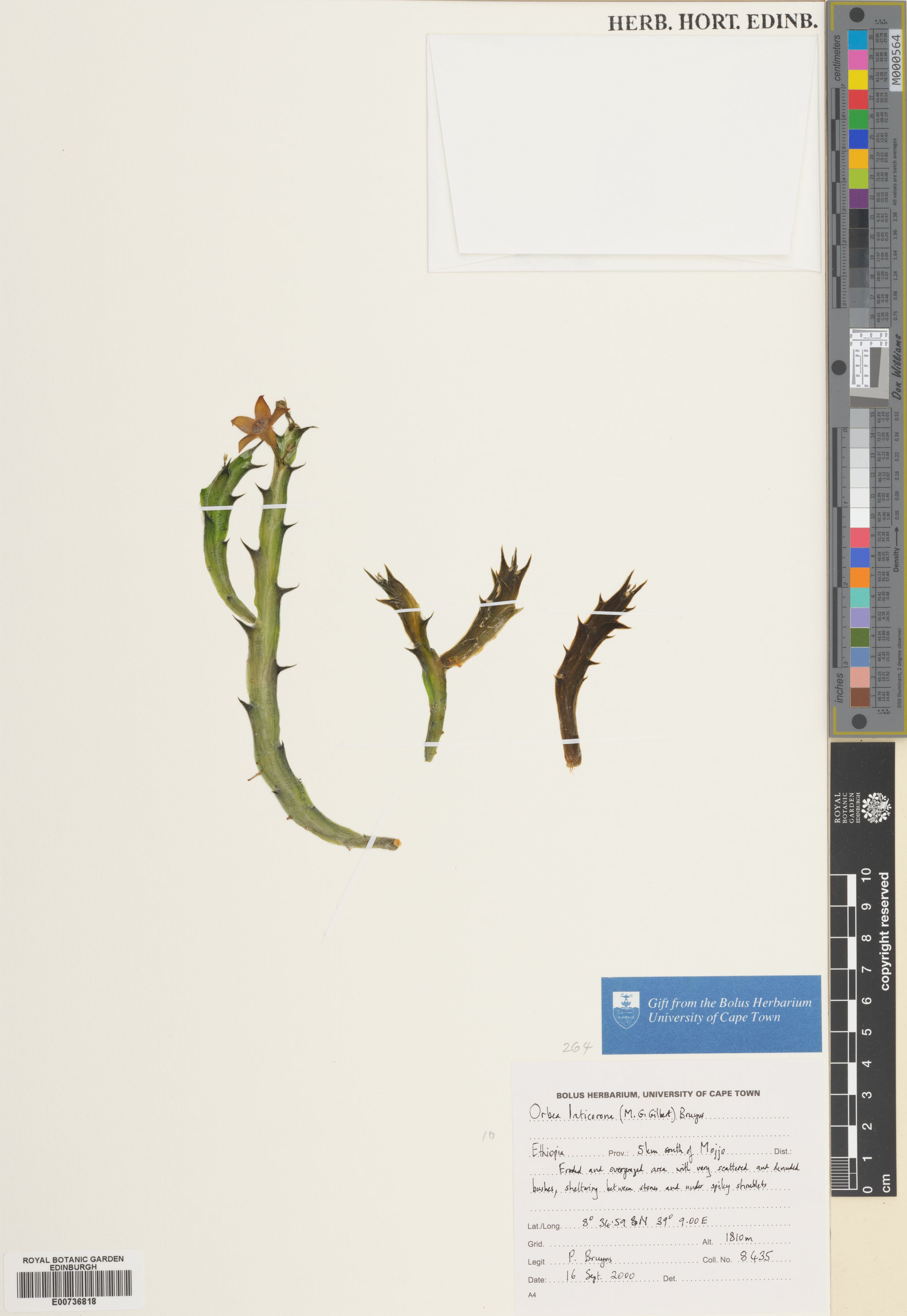 Ceropegia laticorona
