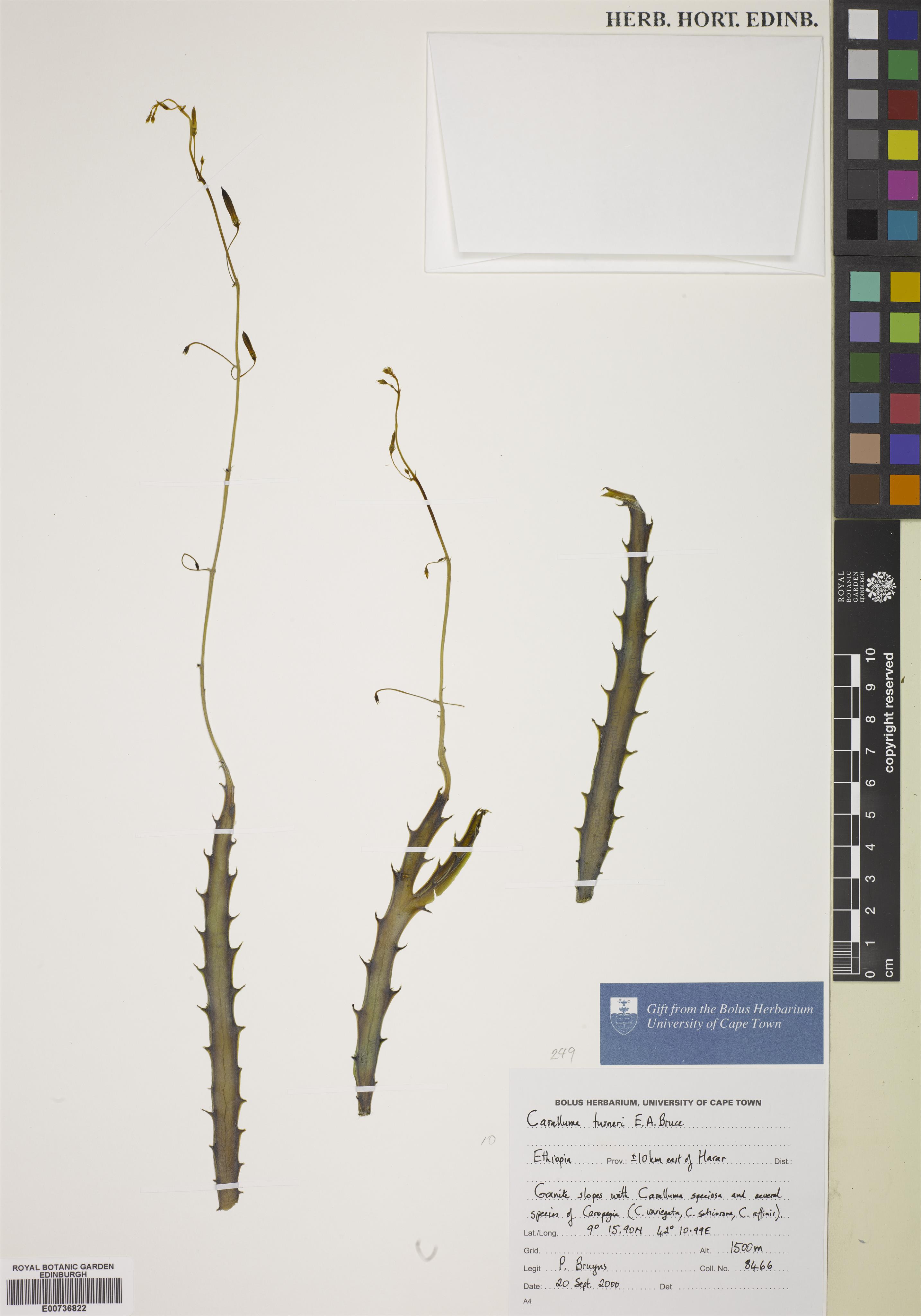 Ceropegia turneri
