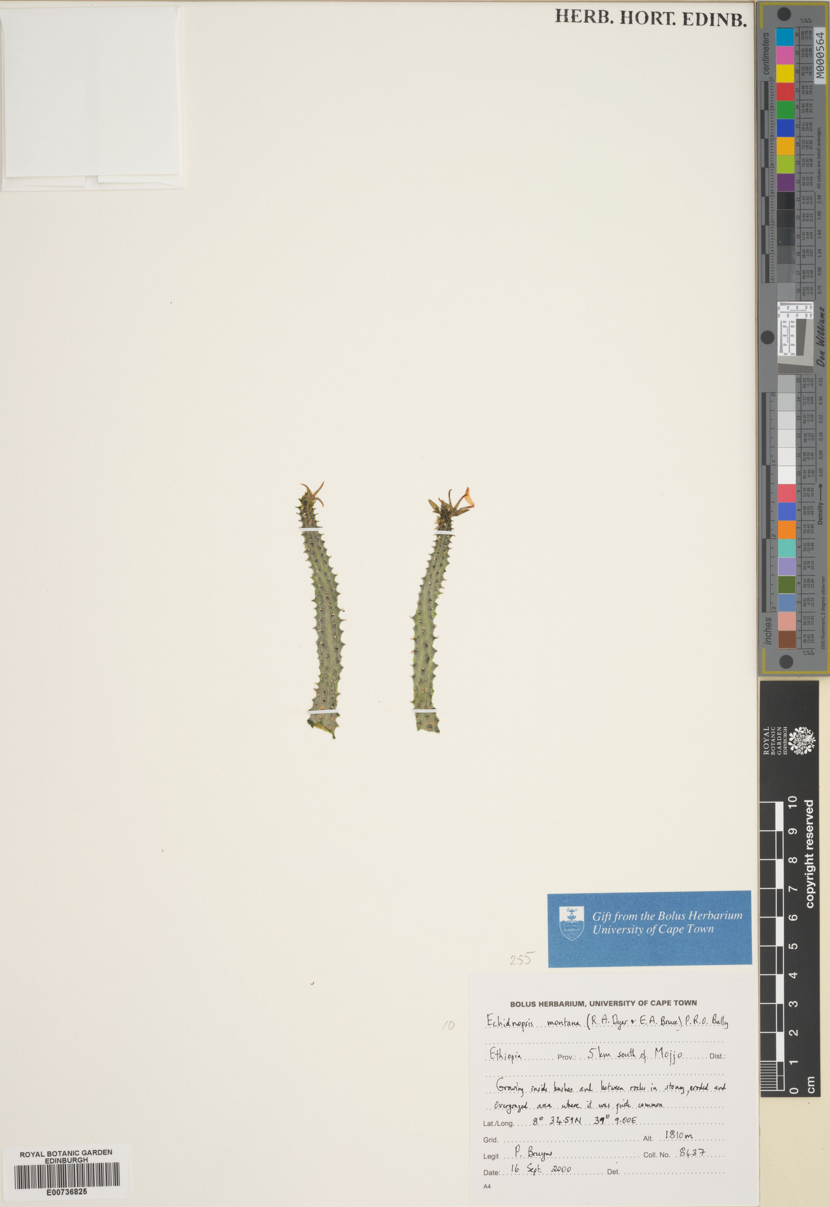 Ceropegia montana