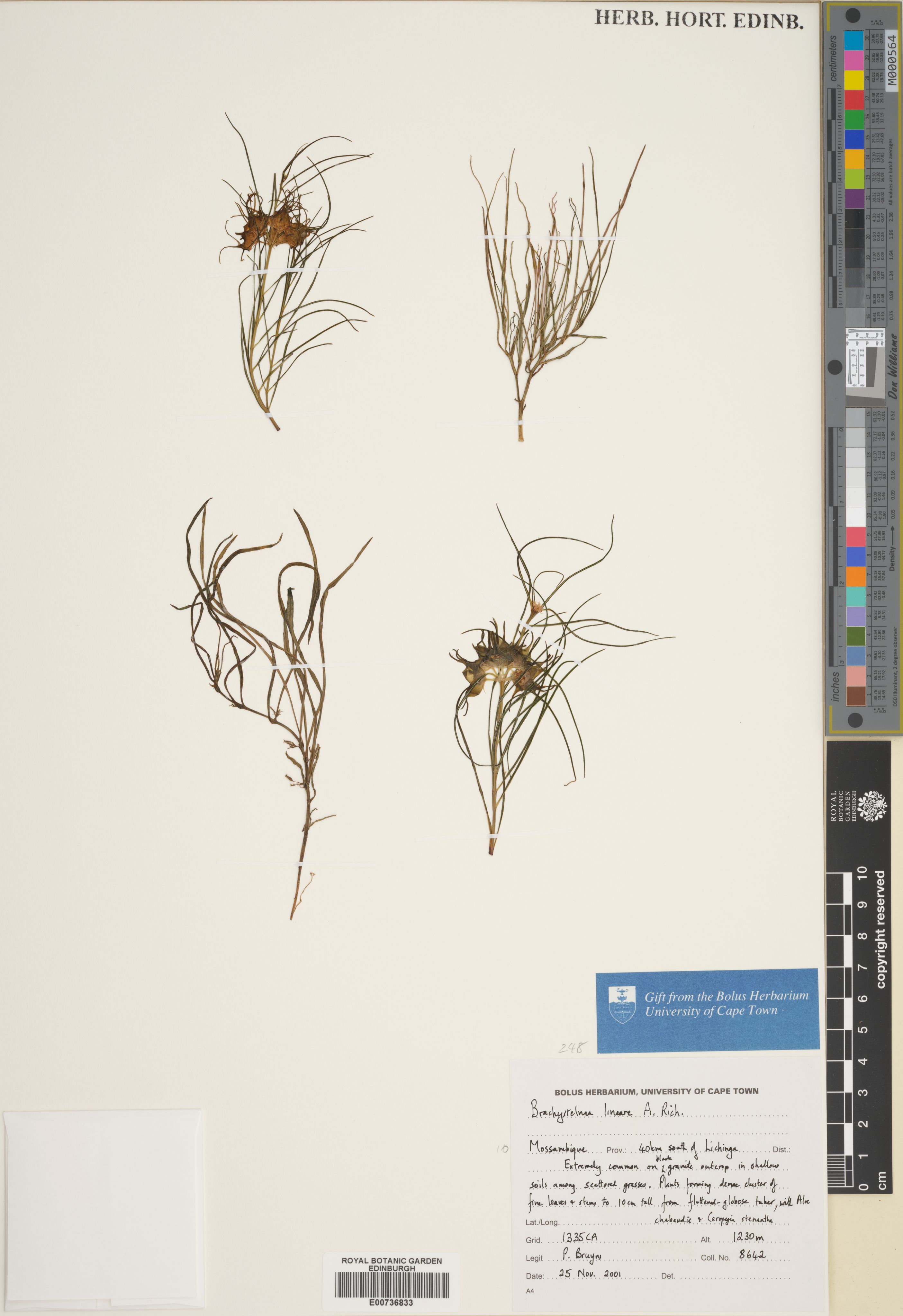 Ceropegia elliptica