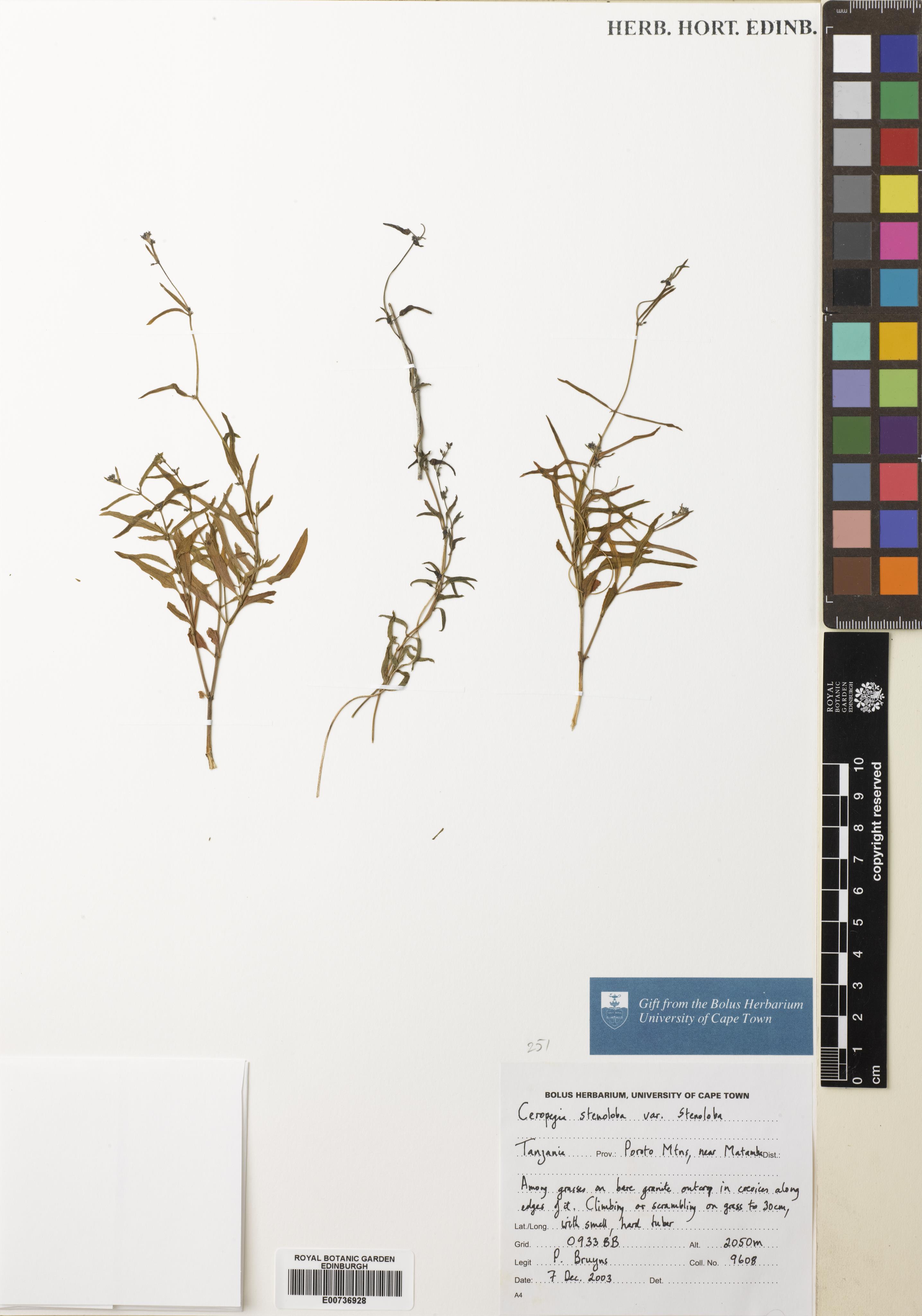 Ceropegia stenoloba