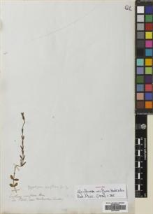 Type specimen at Edinburgh (E). Tweedie, John: . Barcode: E00736932.