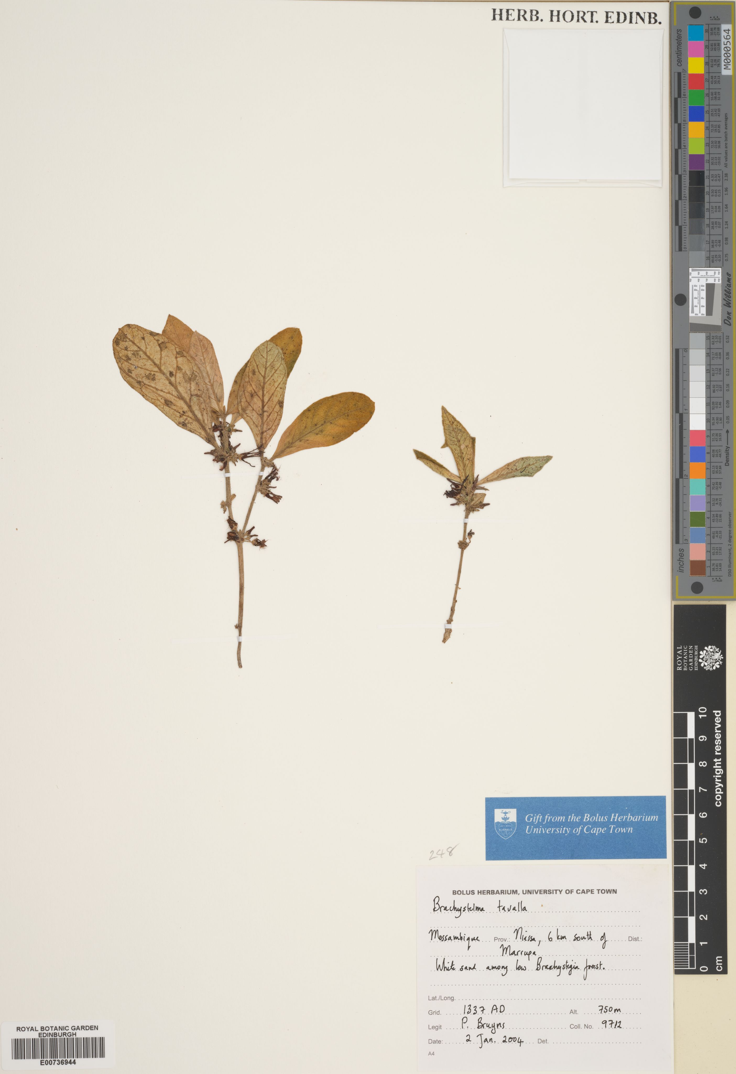 Ceropegia tavalla
