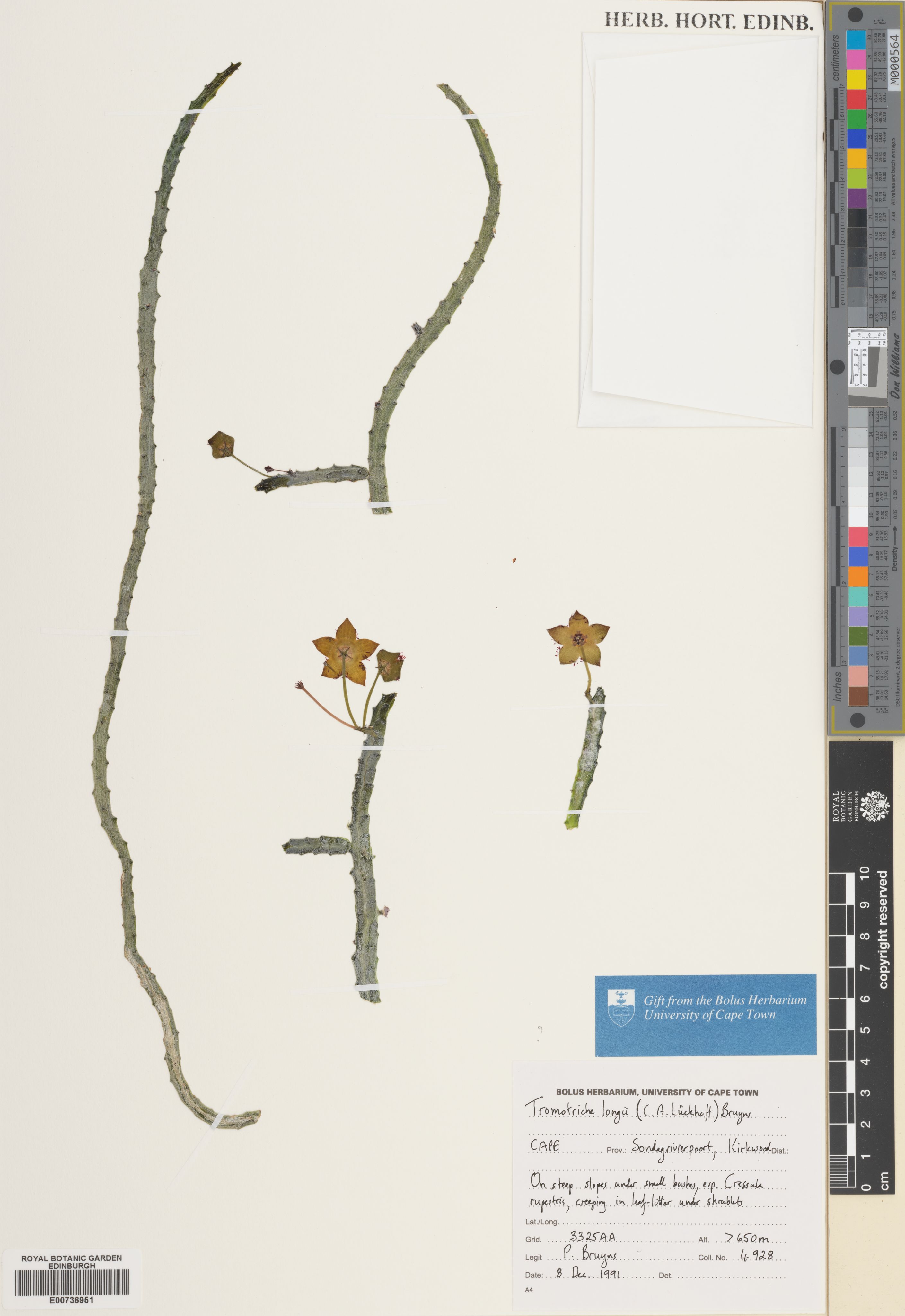 Ceropegia longiana