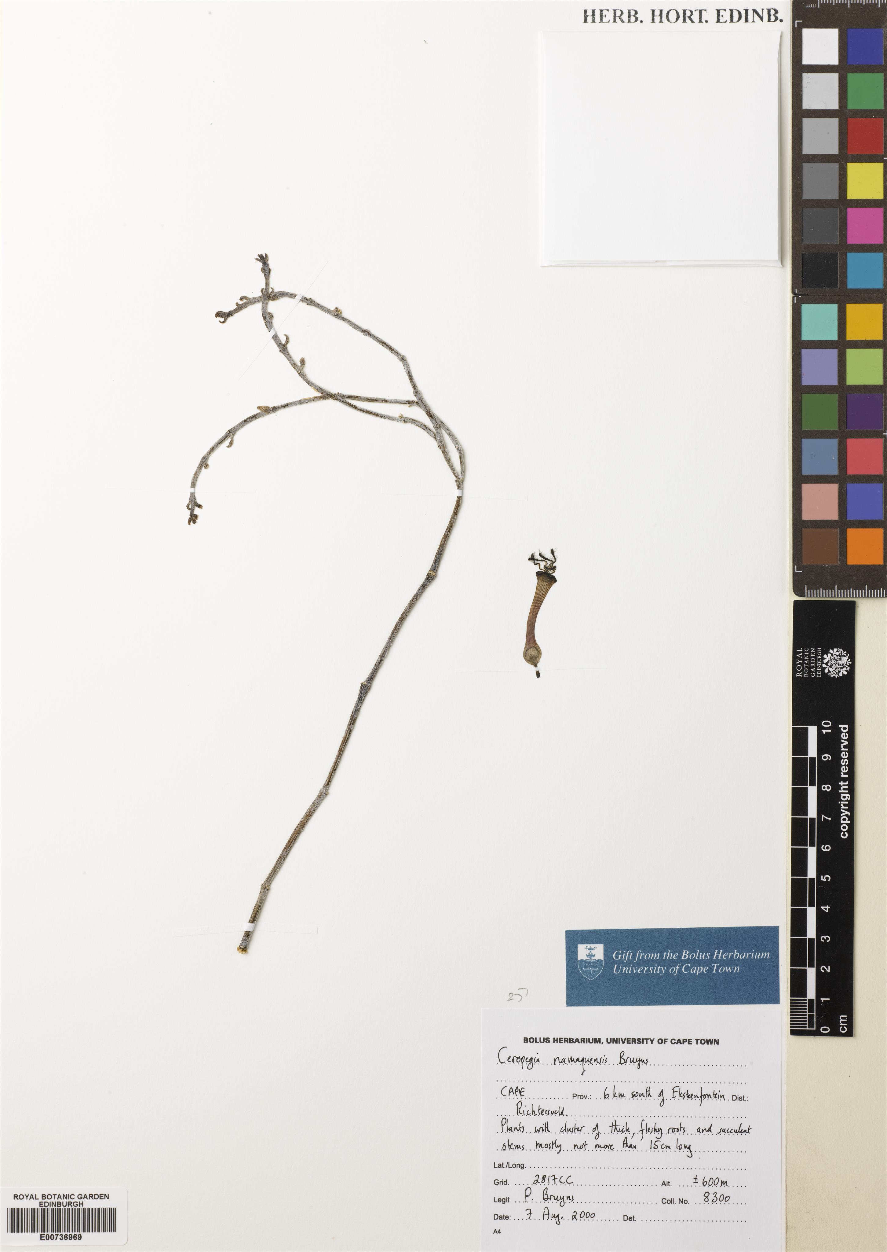 Ceropegia namaquensis