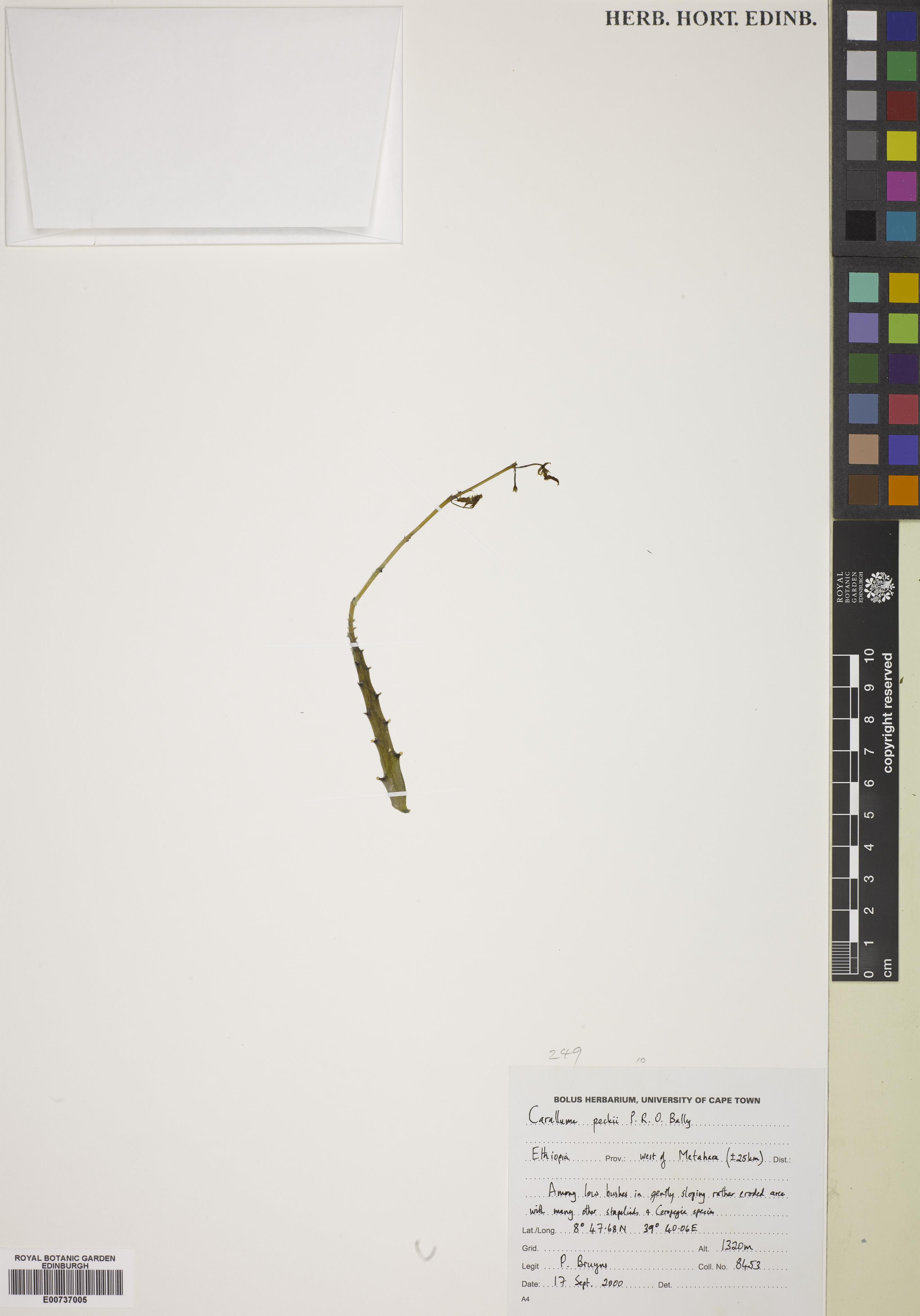 Ceropegia peckii