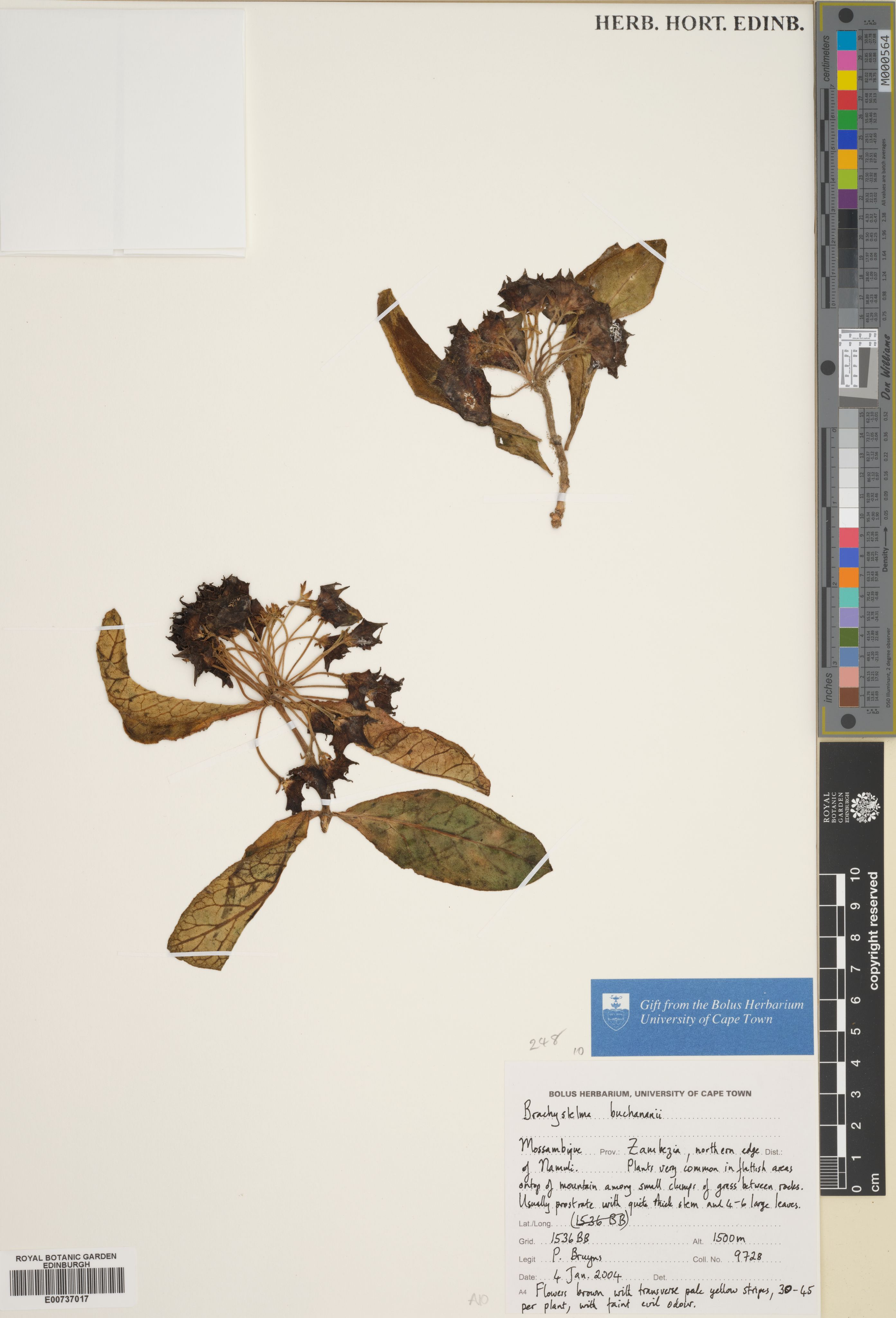Ceropegia buchananii