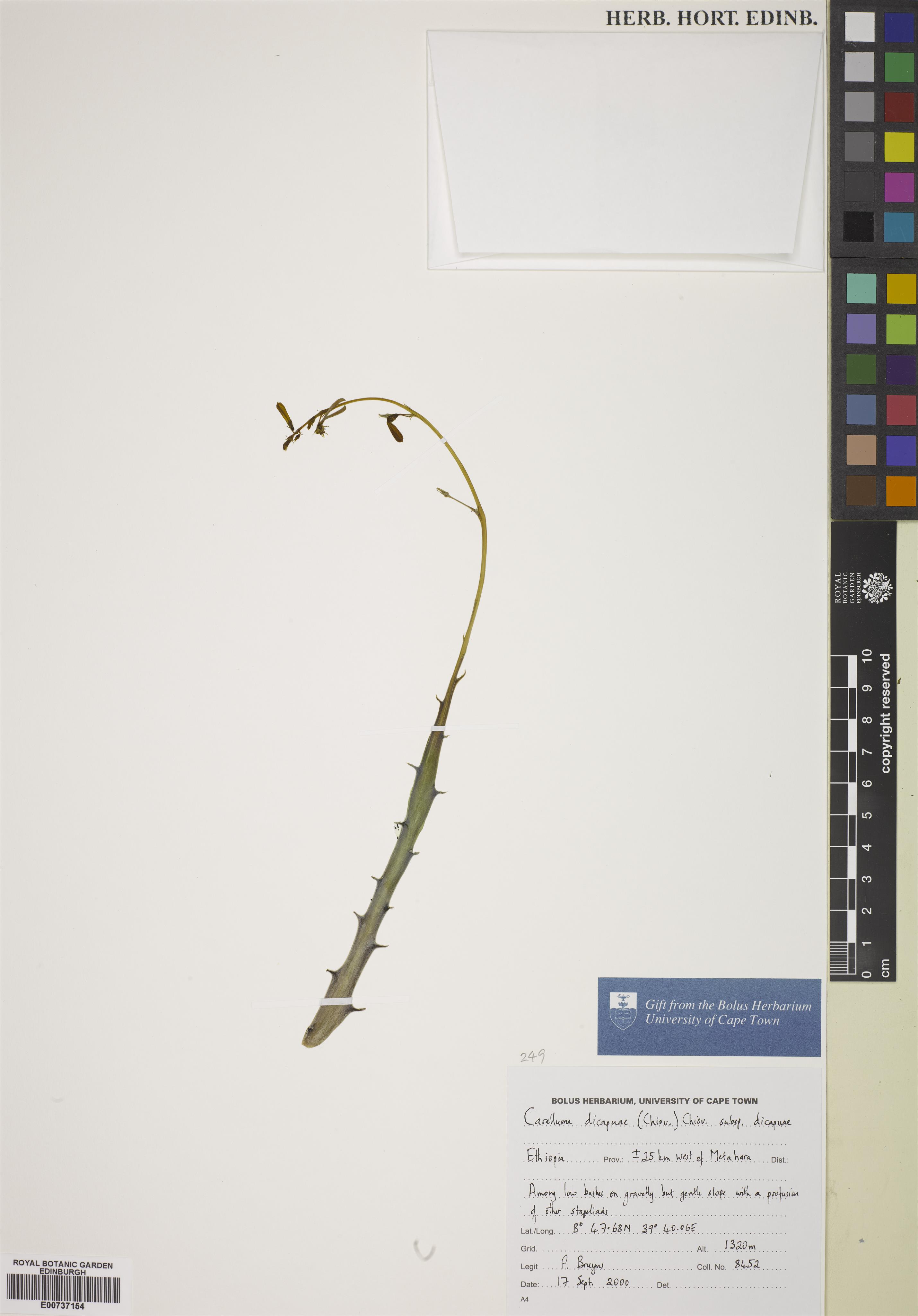 Ceropegia dicapuae
