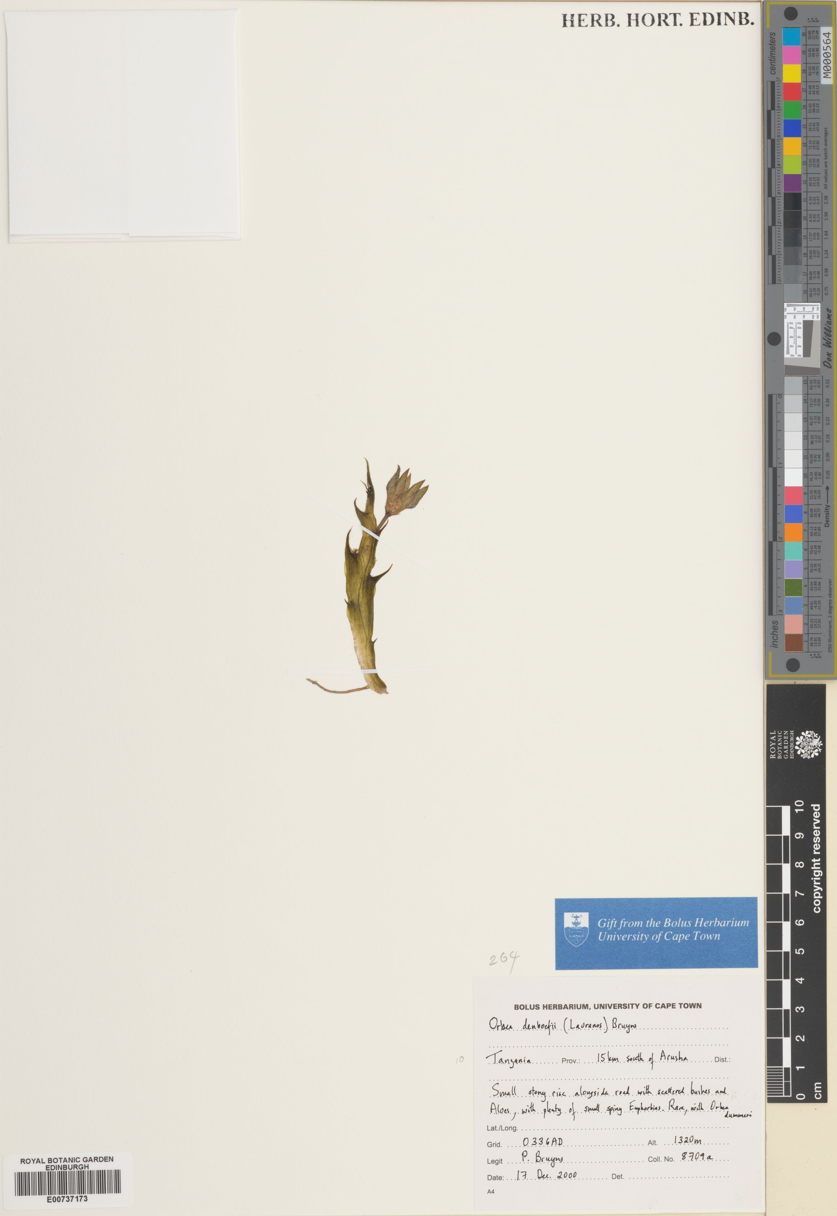 Ceropegia denboefii