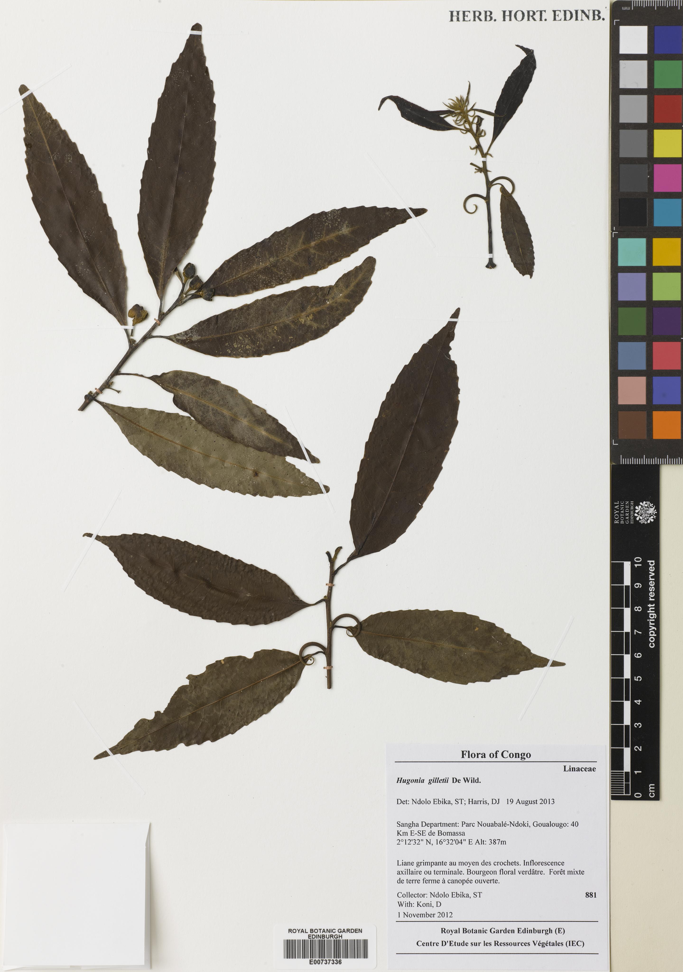 Hugonia gilletii