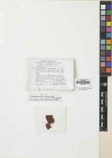 Type specimen at Edinburgh (E). de Sloover, Jean: 19.210. Barcode: E00737411.